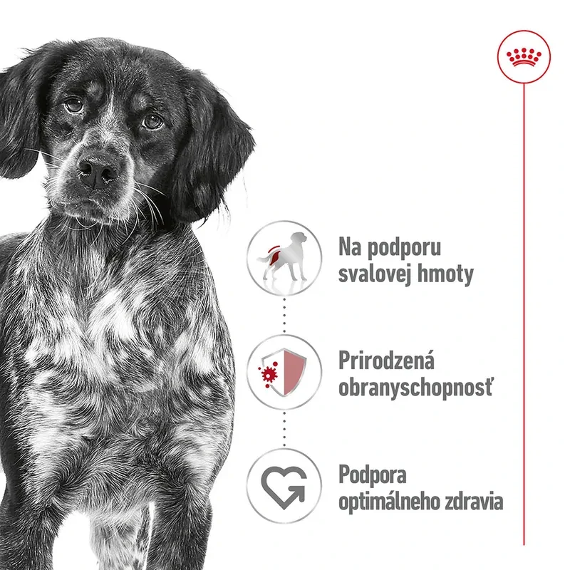 ROYAL CANIN Medium Adult Paštéta pre psy stredných plemien, 410g