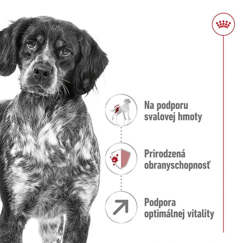 ROYAL CANIN Medium Adult 7+ Granule pre dospelé starnúce stredné psy