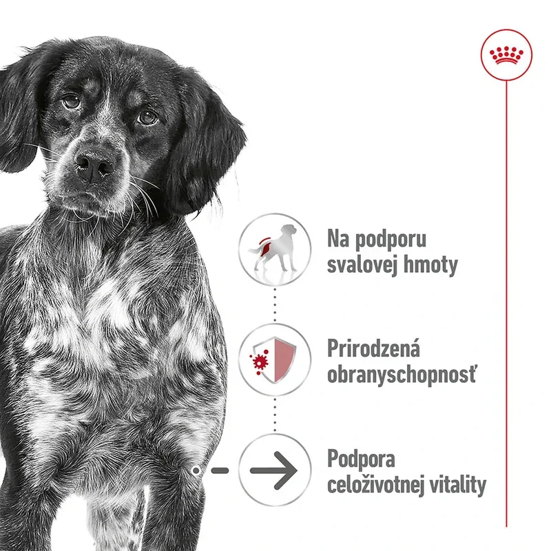 ROYAL CANIN Medium Ageing Paštéta pre psy stredných plemien starších ako 7 rokov, 410g