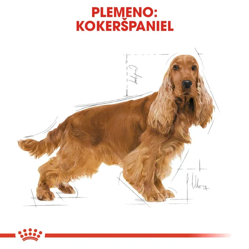 ROYAL CANIN Cocker Adult Granule pre dospelého kokeršpaniela, 3kg