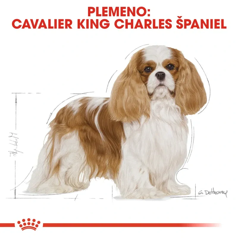Royal Canin Cavalier King Charles Adult Granule pre dospelého gavalieršpaniela, 1,5kg