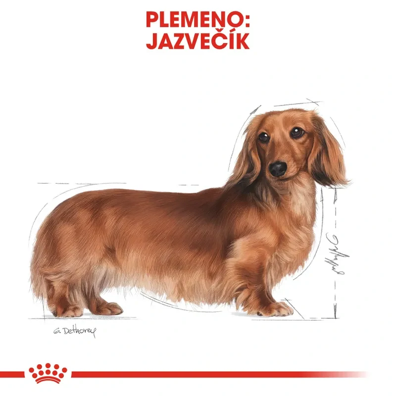 ROYAL CANIN Dachshund Adult Granule pre dospelého jazvečíka, 1,5 kg