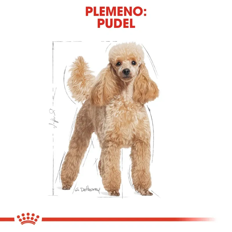ROYAL CANIN Poodle Adult Granule pre dospelého pudla, 1,5 kg