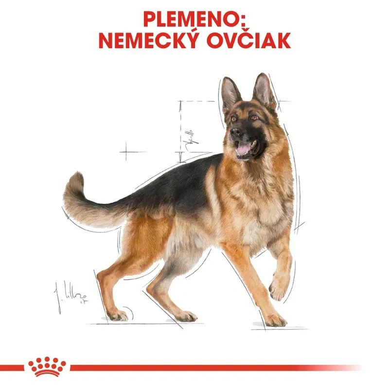 ROYAL CANIN German Shepherd Adult Granule pre dospelých nemeckých ovčiakov starších ako 15 mesiacov, 11kg