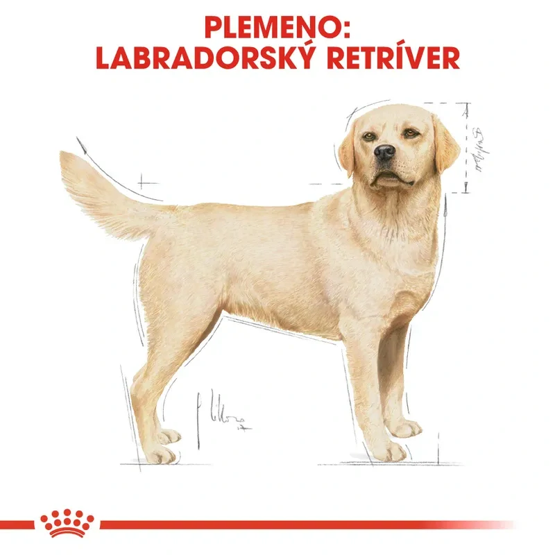ROYAL CANIN Labrador Adult Granule pre dospelých psov plemena labradorský retriever, 3kg