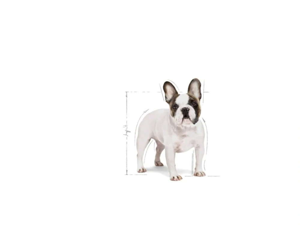ROYAL CANIN French Bulldog Loaf Pouch Kapsička s paštétou pre francúzskeho buldočka, 85g