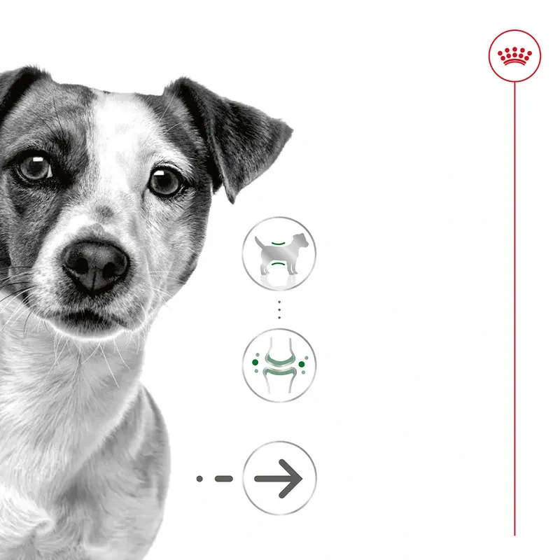 ROYAL CANIN Mini Ageing 12+ Kapsička pre dospelé malé psy, 85g