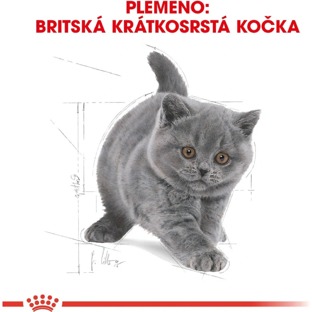 ROYAL CANIN British Shorthair Kitten Granule pre britské krátkosrsté mačiatka, 2kg